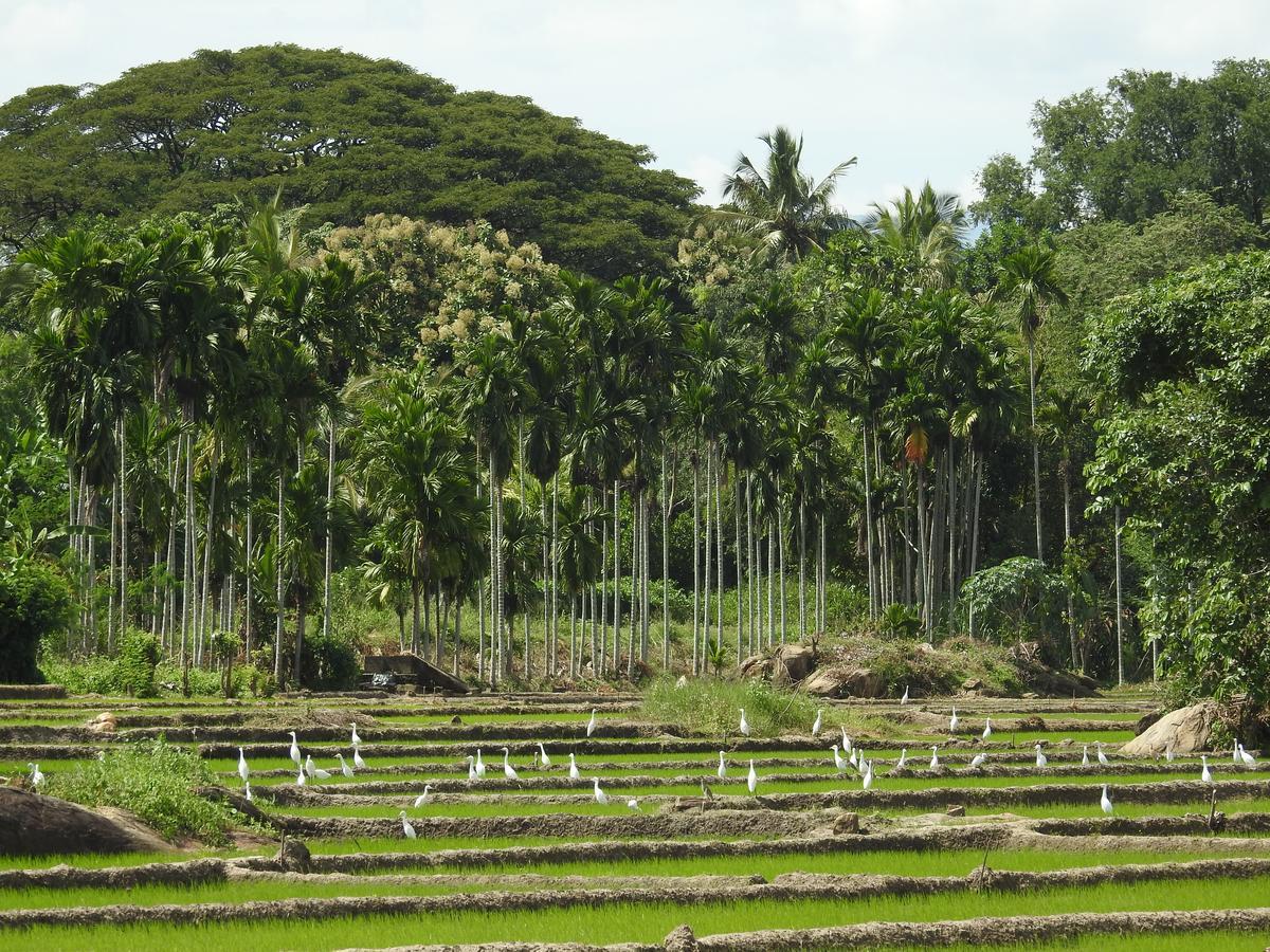Jetwing Kaduruketha